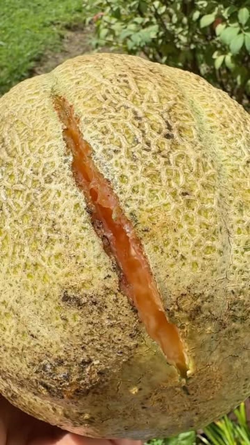 Watch The Weather Before Fruit Ripens Watch The Weather Before Fruit Ripens
