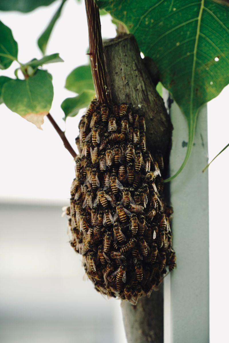 Watch Where The Bees Are Clustering Watch Where The Bees Are Clustering