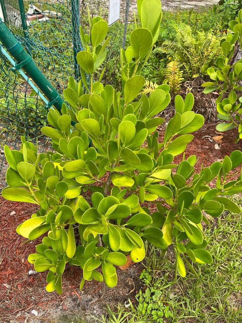 Watch Yellow Leaves Before Blaming Fertilizer