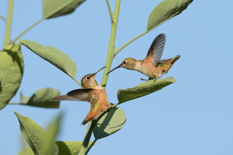 Watch Young Birds Learn The Yard
