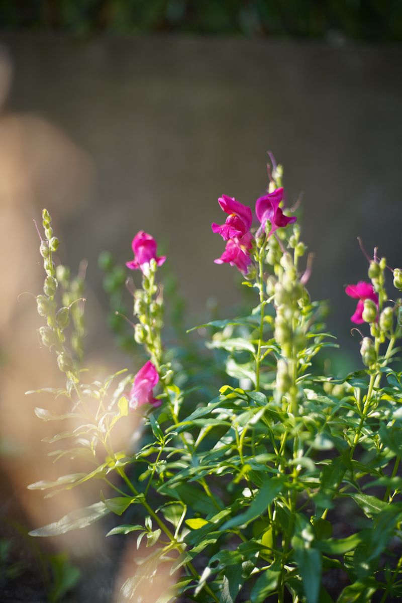 Watching For A Possible Fall Rebloom Watching For A Possible Fall Rebloom