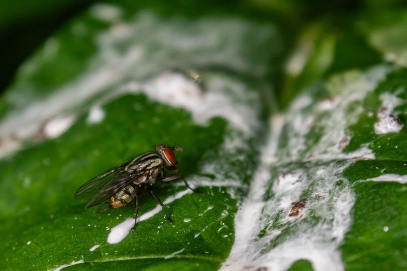 Watching For Powdery Mildew And Aphids Watching For Powdery Mildew And Aphids