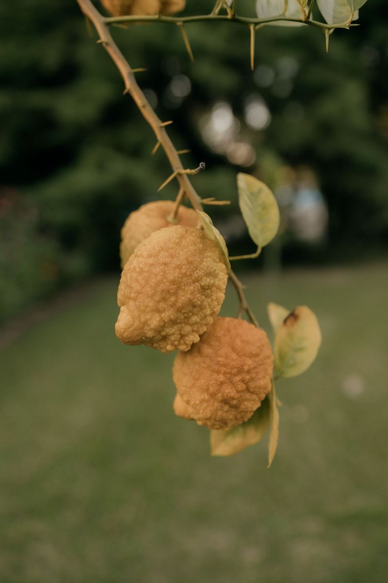 Watching For Split Or Puffy Fruit After Heavy Rain Watching For Split Or Puffy Fruit After Heavy Rain