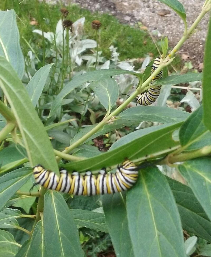 Watching Milkweed Fade Hurts Monarch Habitat Watching Milkweed Fade Hurts Monarch Habitat