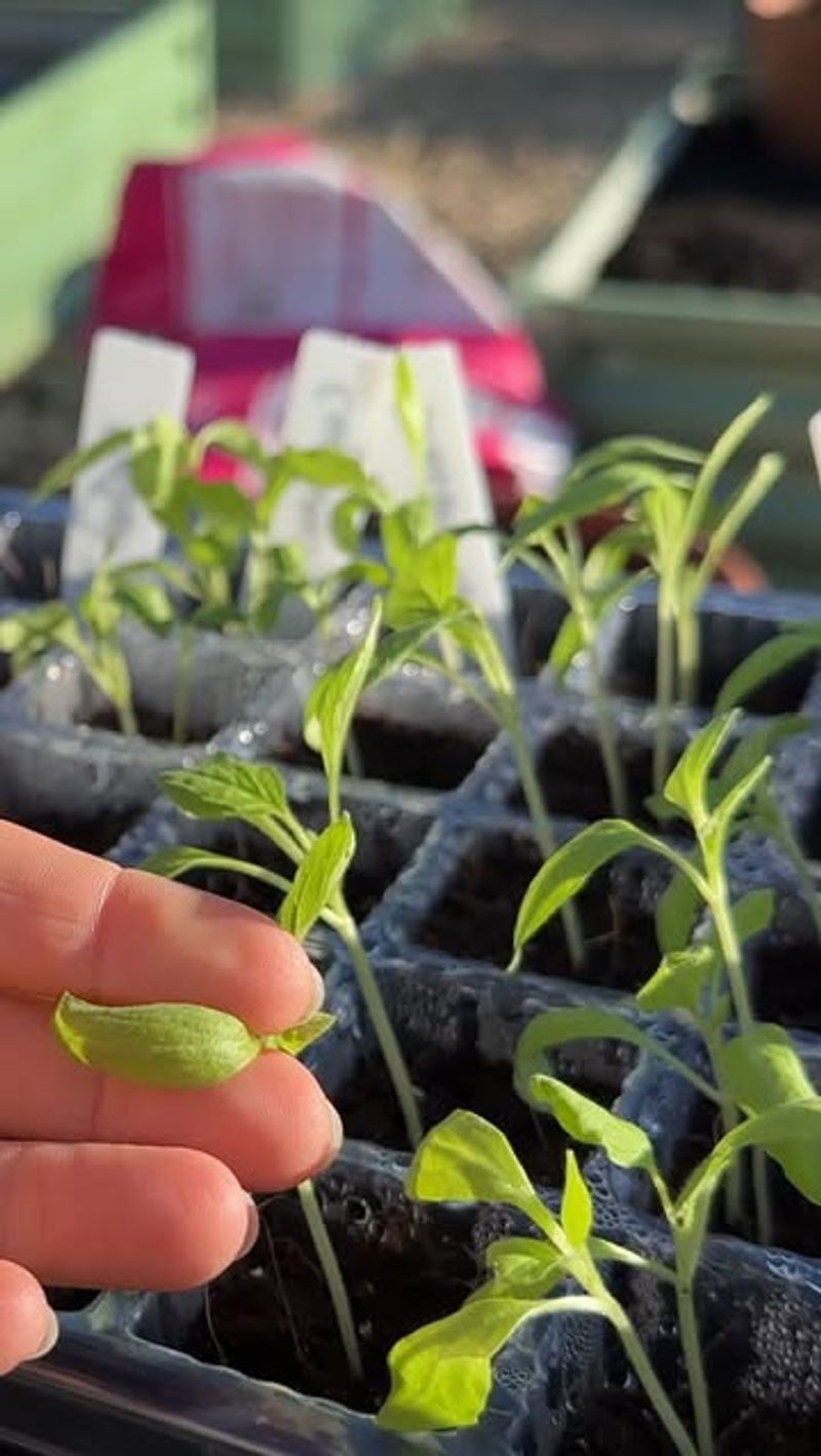 Water Before And After Transplanting Water Before And After Transplanting