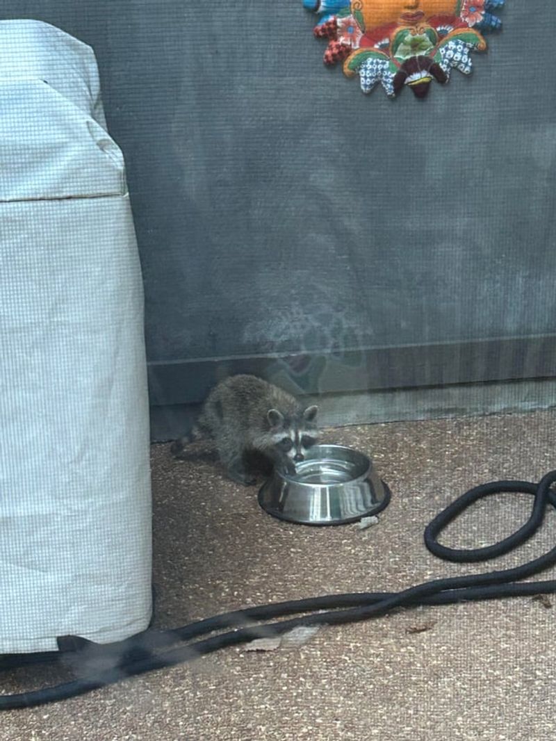 Water Bowls Can Keep Raccoons Returning