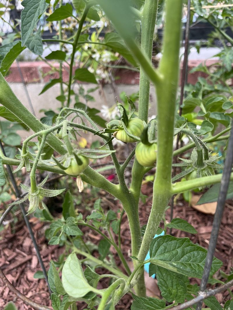 Water Consistently Once Fruit Starts Setting