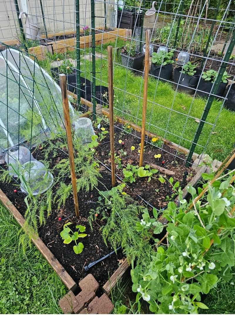 Water Crops Deeply Without Watering Weed Paths