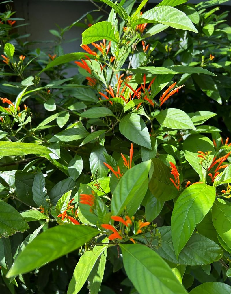 Water Deeply After Light Pruning