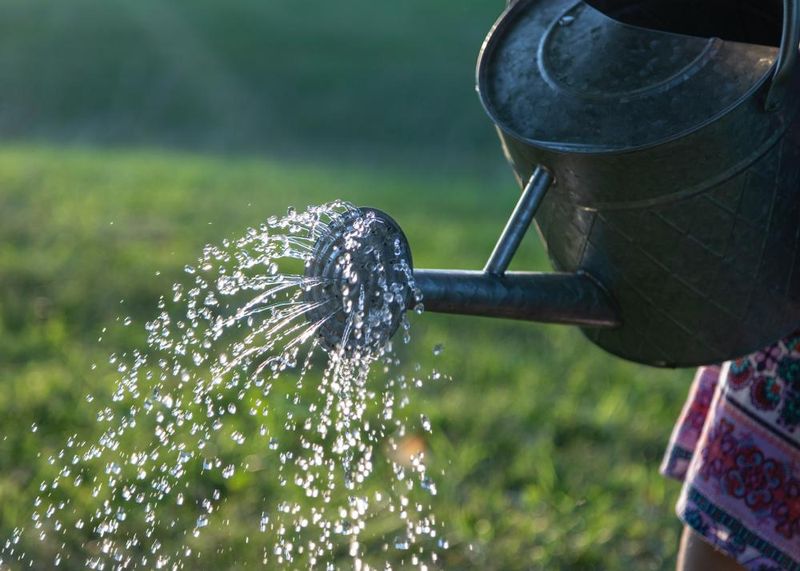 Water Deeply And Efficiently In Summer