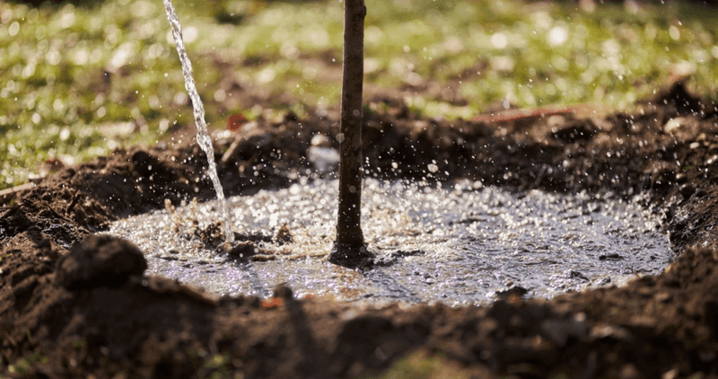 Water Deeply Around The Root Zone Water Deeply Around The Root Zone