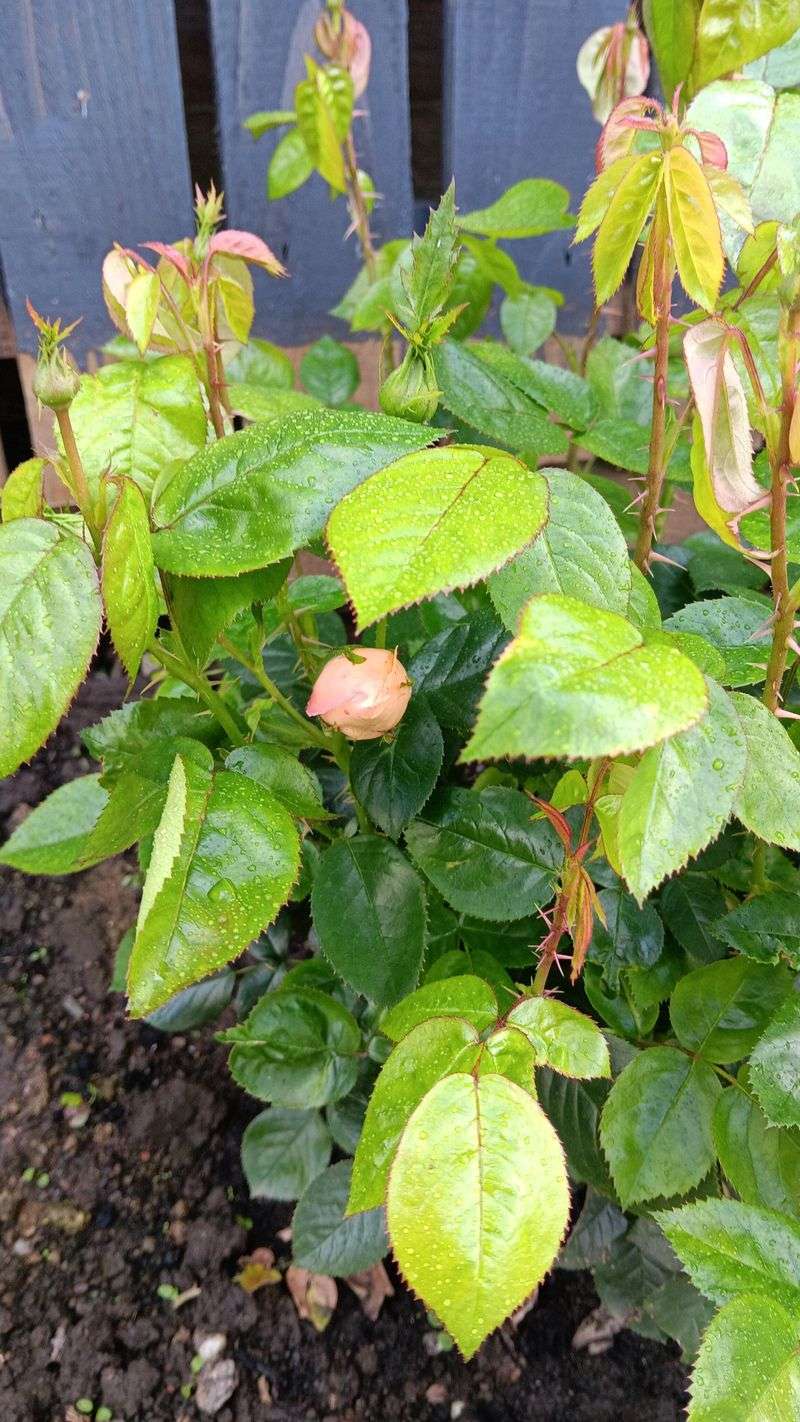 Water Deeply Before Heat Locks Buds Shut