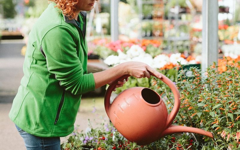 Water Deeply Before Heat Shuts Buds Down
