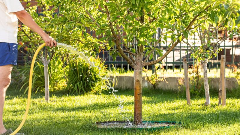 Water Deeply Before Roots Become Heat Stressed Water Deeply Before Roots Become Heat Stressed
