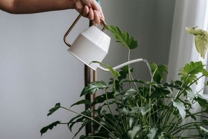 Water Deeply But Let Pots Drain Water Deeply But Let Pots Drain