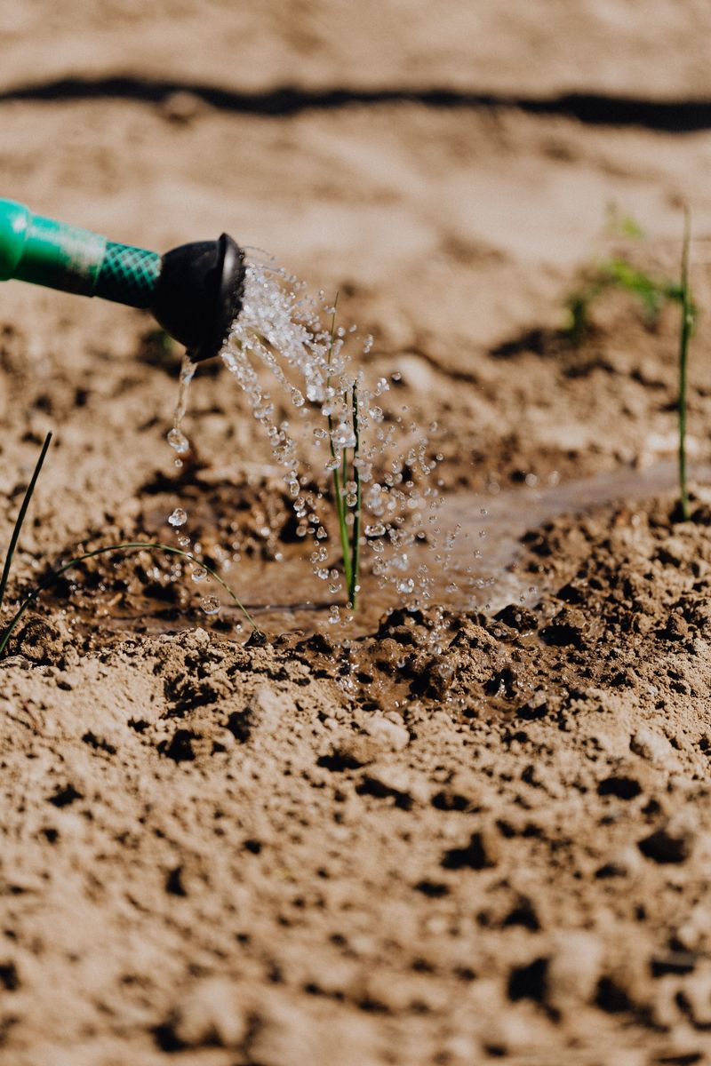 Water Deeply During Dry Stretches Water Deeply During Dry Stretches