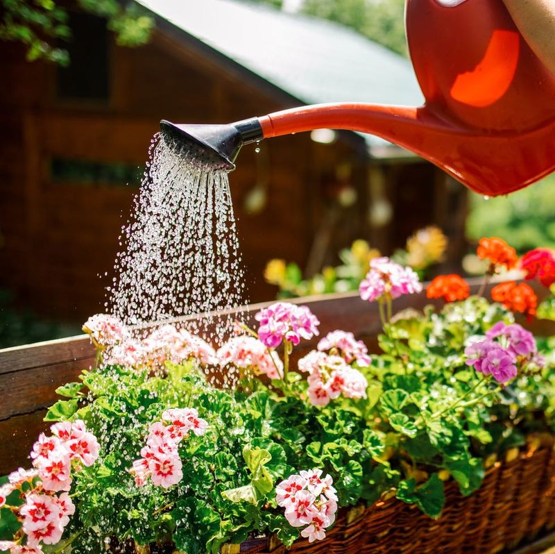 Water Deeply Until The Whole Root Ball Rehydrates Water Deeply Until The Whole Root Ball Rehydrates