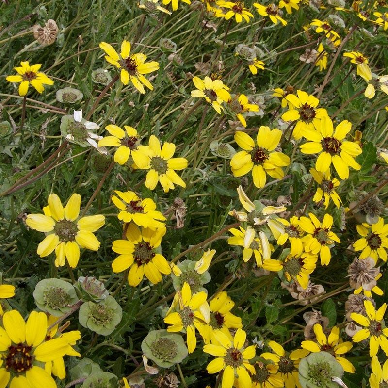 Water Deeply While New Plants Become Established Water Deeply While New Plants Become Established