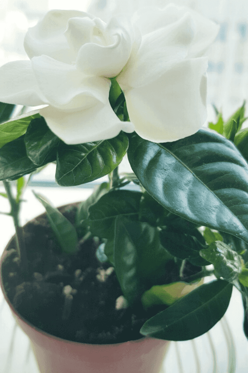 Water Deeply Without Soaking The Roots