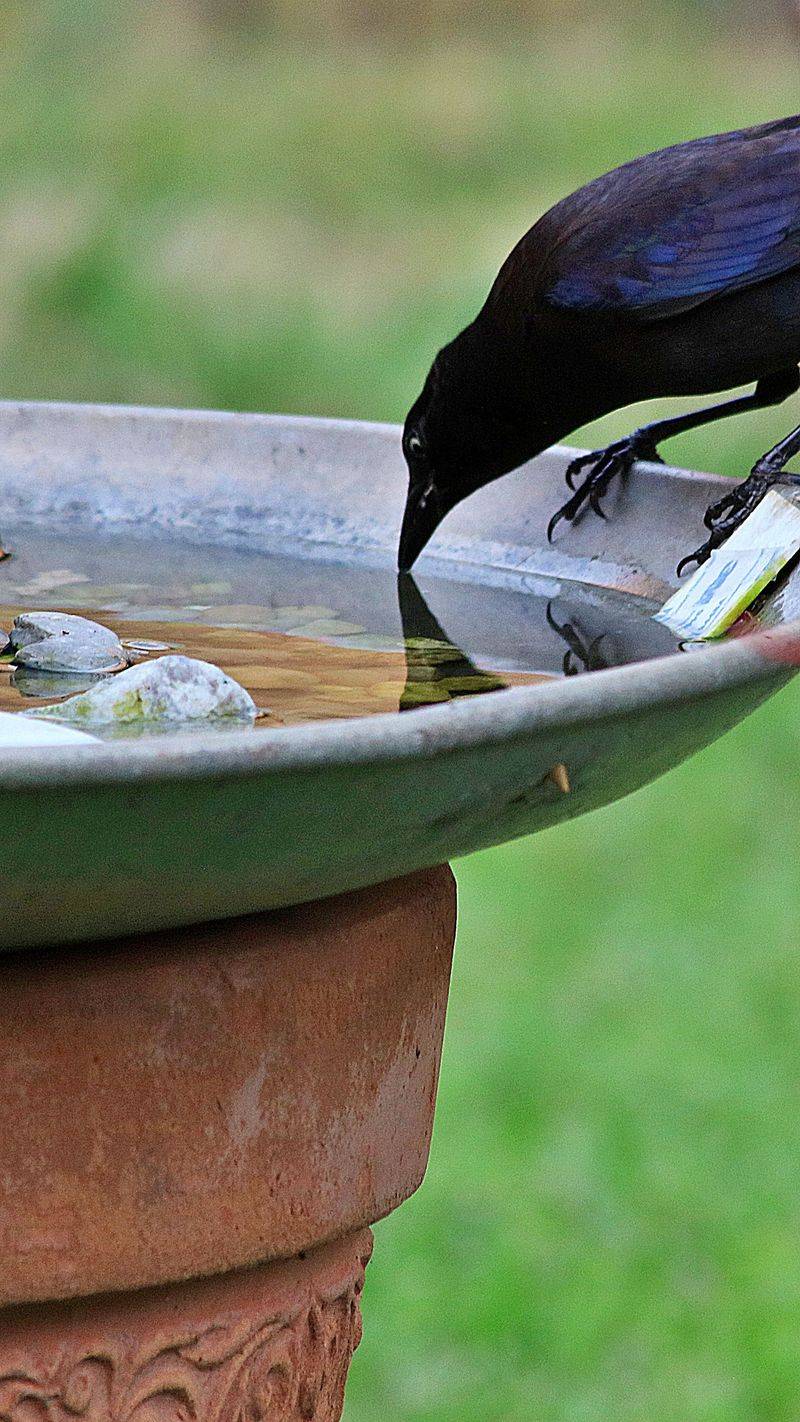 Water Dishes Stay Filled