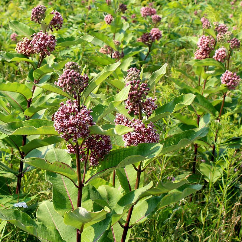 Water Dry Plants Before Leaves Turn Tough