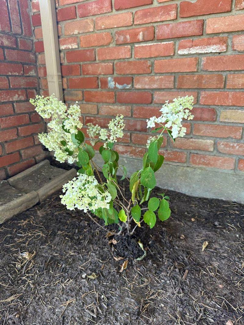 Water Dry Soil Before Necessary Pruning Water Dry Soil Before Necessary Pruning