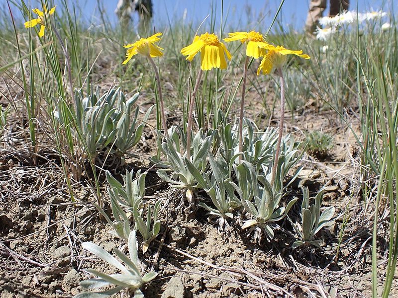 Water Less After It Becomes Established