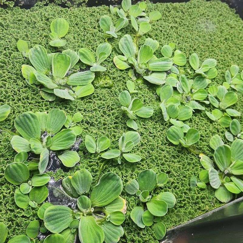 Water Lettuce Mats Can Reduce Oxygen Levels Water Lettuce Mats Can Reduce Oxygen Levels