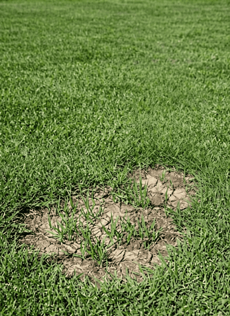 Water Lightly To Keep Dusty Spots From Crusting