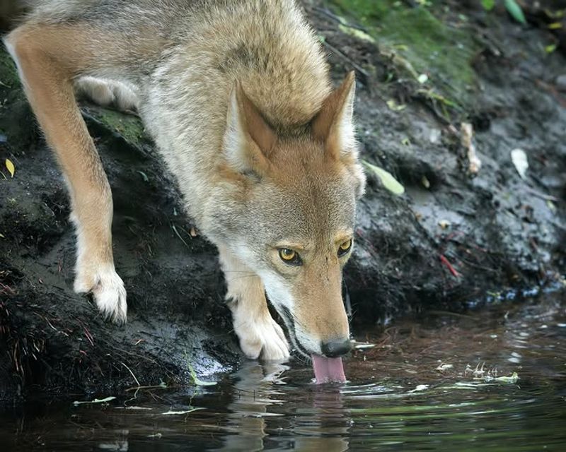 Water May Be Drawing It In