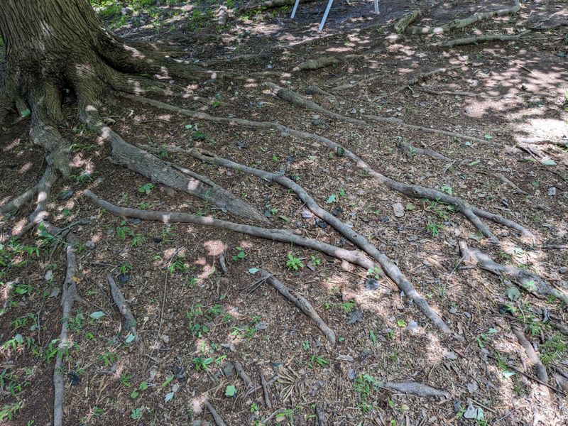 Water Needs To Reach Far Below The Surface To Actually Help A Tree