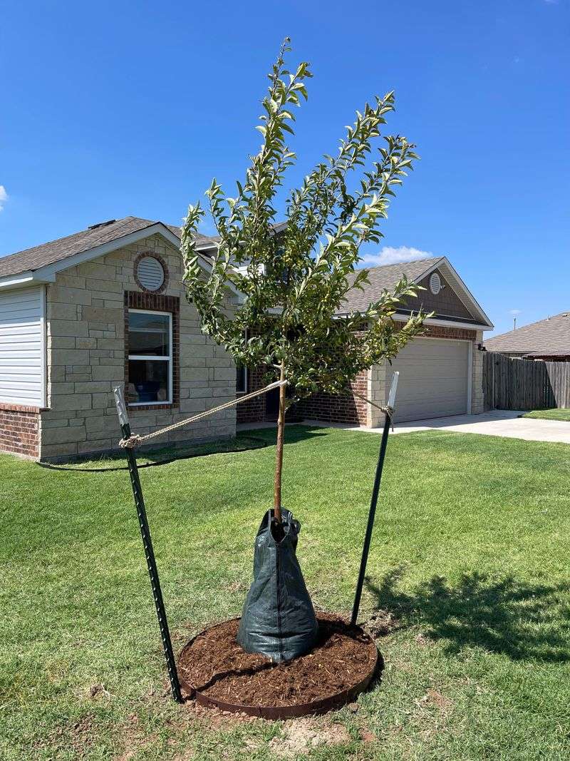 Water New Trees Before Anything Else Water New Trees Before Anything Else
