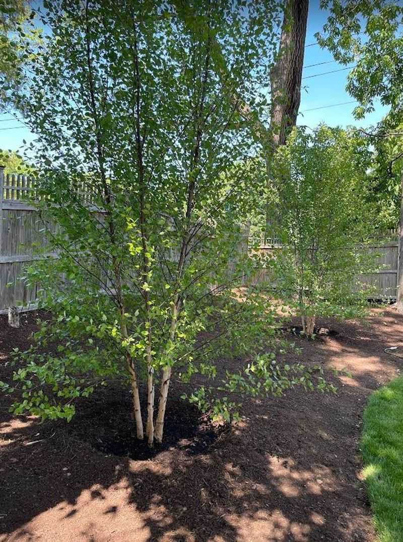 Water New Trees During Their First Summers