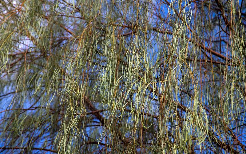 Water New Trees Regularly While They Get Established