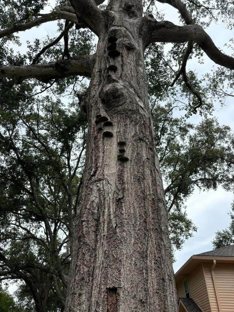 Water Oaks With Decay Or Short Lifespans