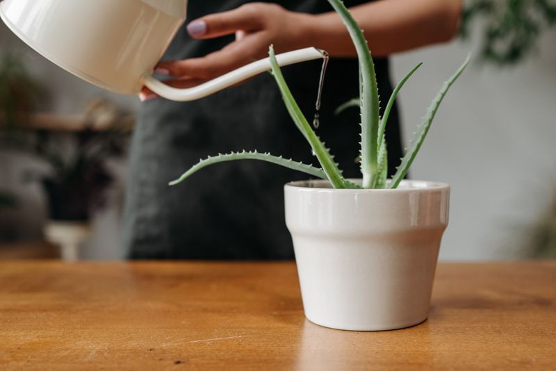 Water Only When Soil Is Dry