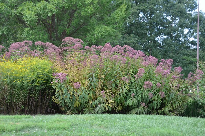 Water, Prune, And Support The Clump