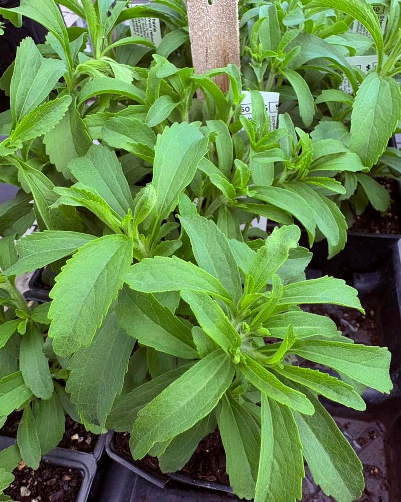 Water Regularly But Avoid Soggy Soil Water Regularly But Avoid Soggy Soil