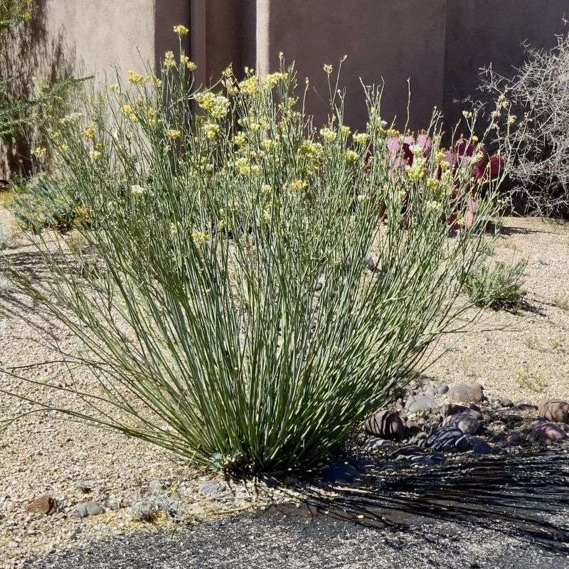 Water Regularly While New Plants Become Established Water Regularly While New Plants Become Established