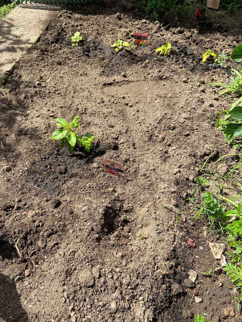 Water Sandy Soil More Often But Avoid Wasting Water