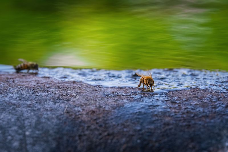 Water Shallow Dishes For Thirsty Bees