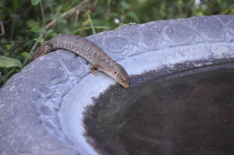 Water Sources Help Them Beat The Heat Water Sources Help Them Beat The Heat
