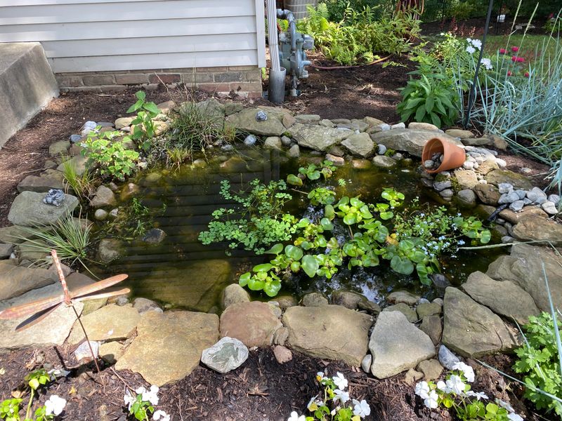Water Sources Help Tree Frogs Stay Nearby