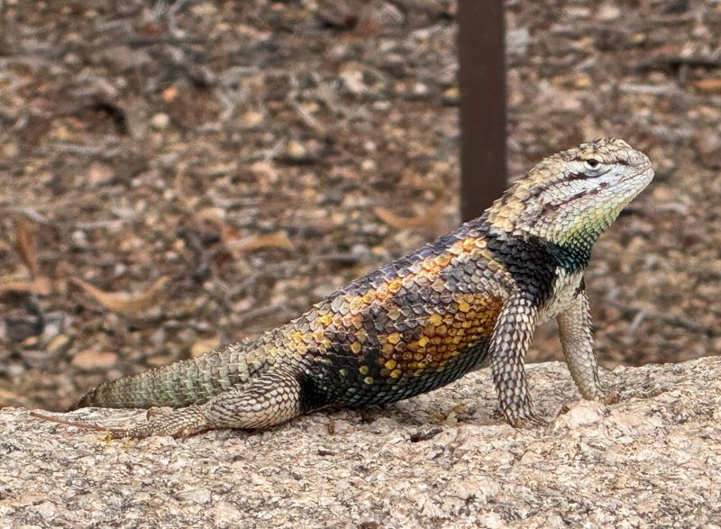 Water Sources Pull Wildlife Closer