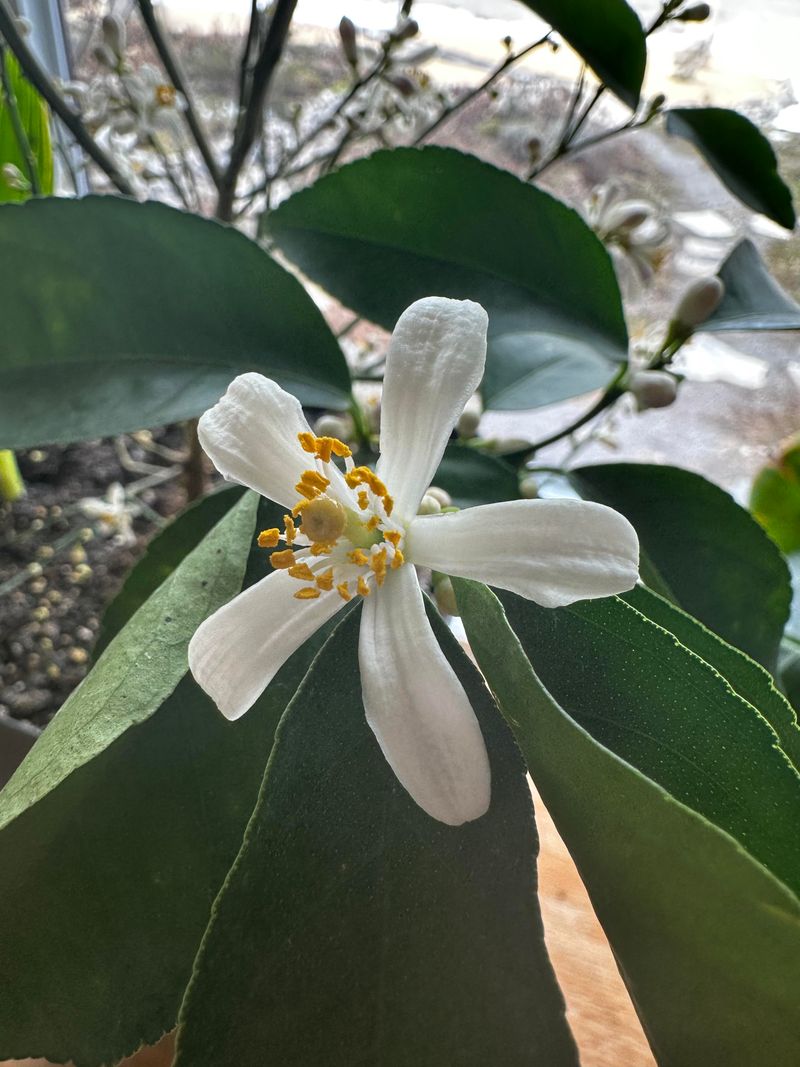 Water Stress Drops Blossoms Early Water Stress Drops Blossoms Early