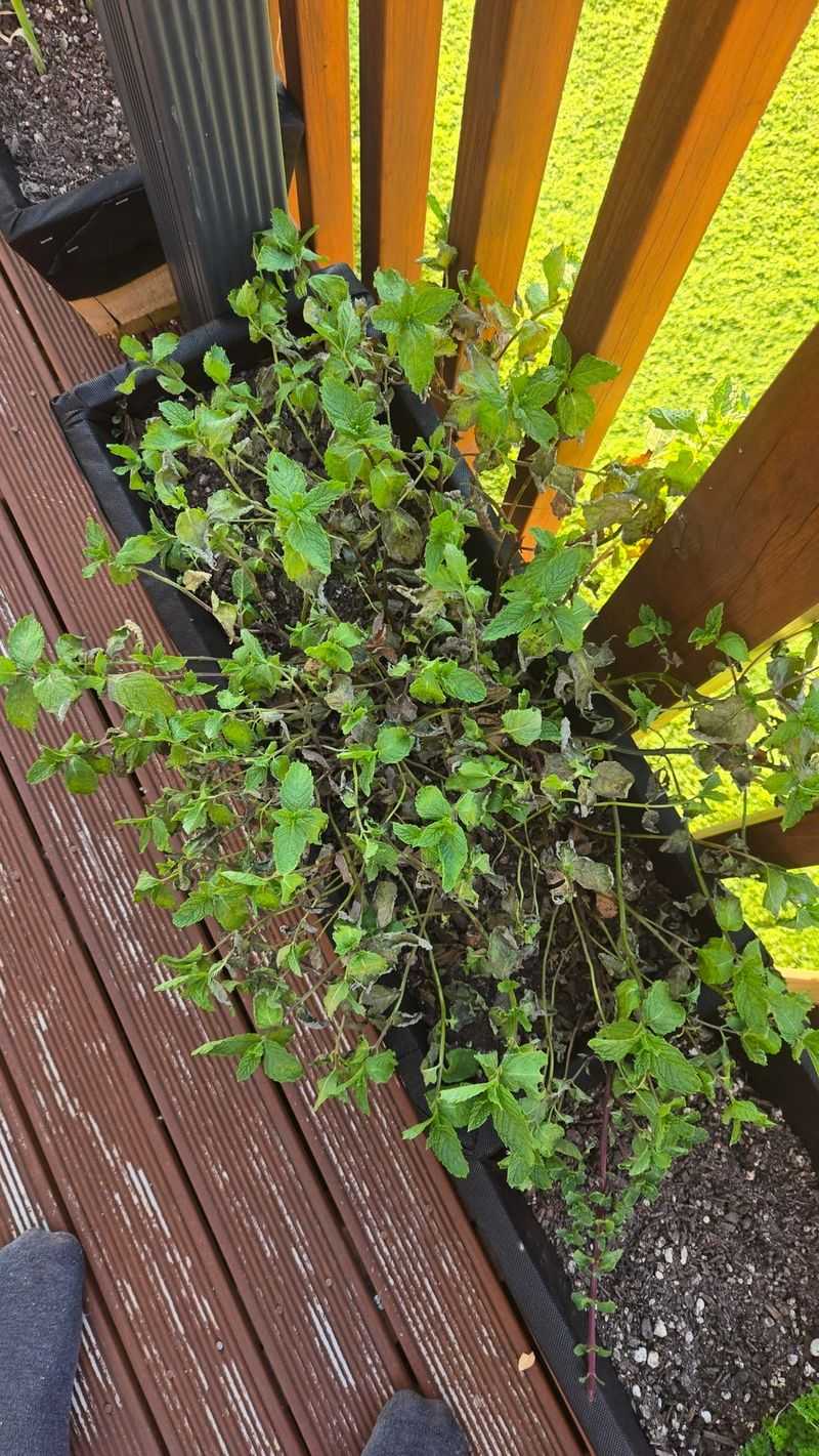 Water-Stressed Mint Loses Its Punch