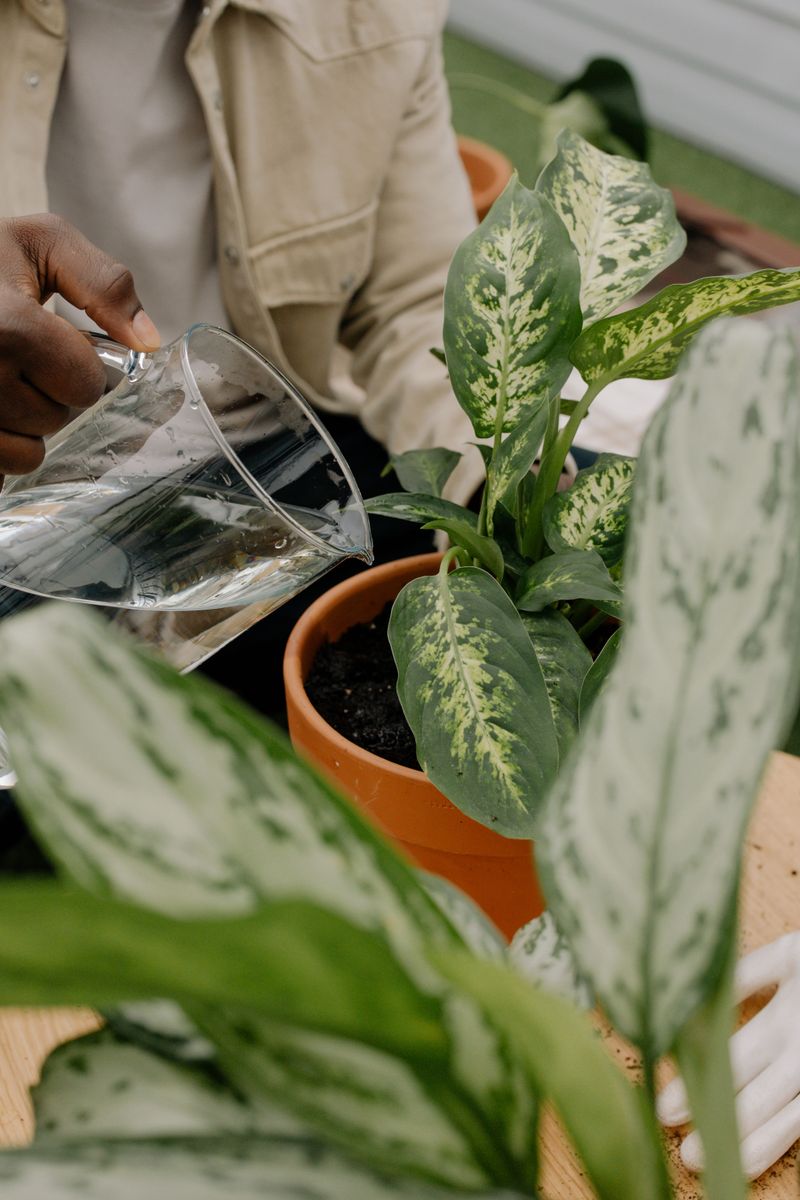 Water The Plant Thoroughly A Day Beforehand Water The Plant Thoroughly A Day Beforehand