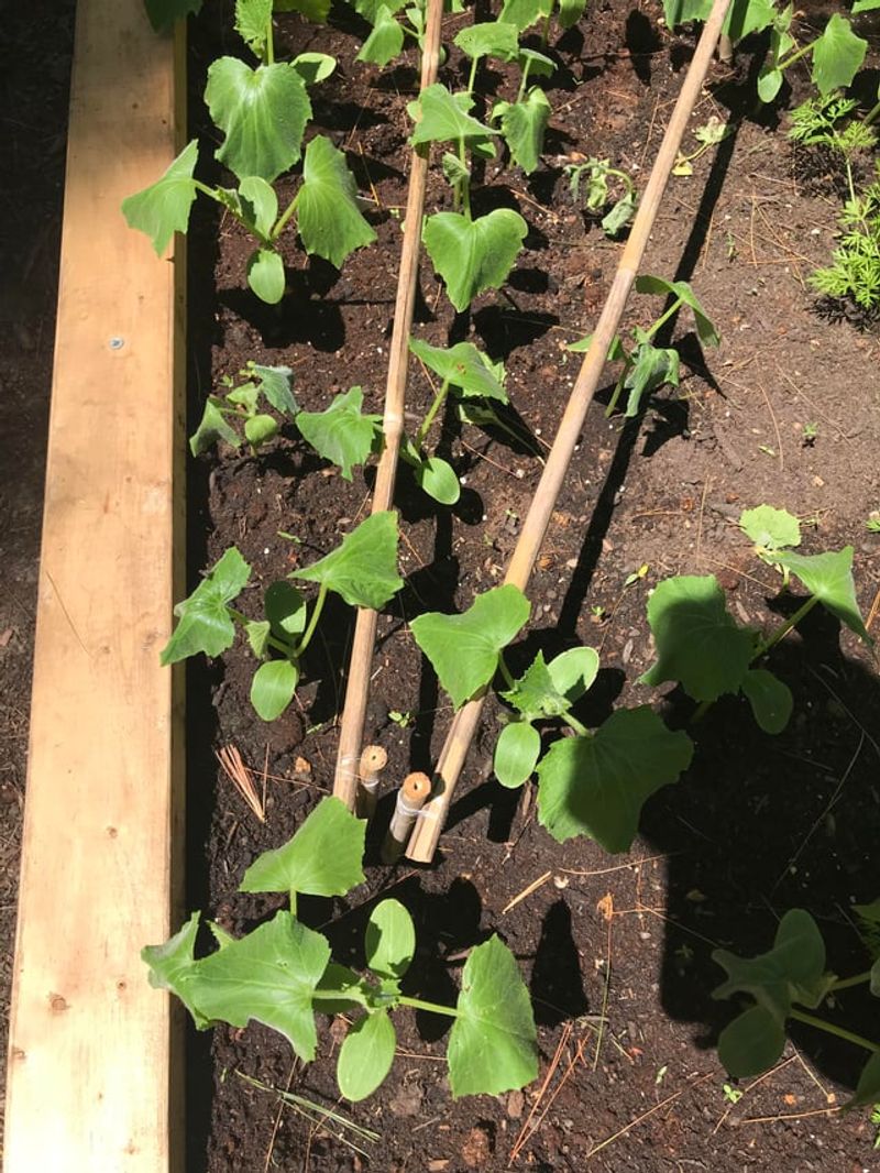 Water The Soil Instead Of Spraying The Leaves Water The Soil Instead Of Spraying The Leaves