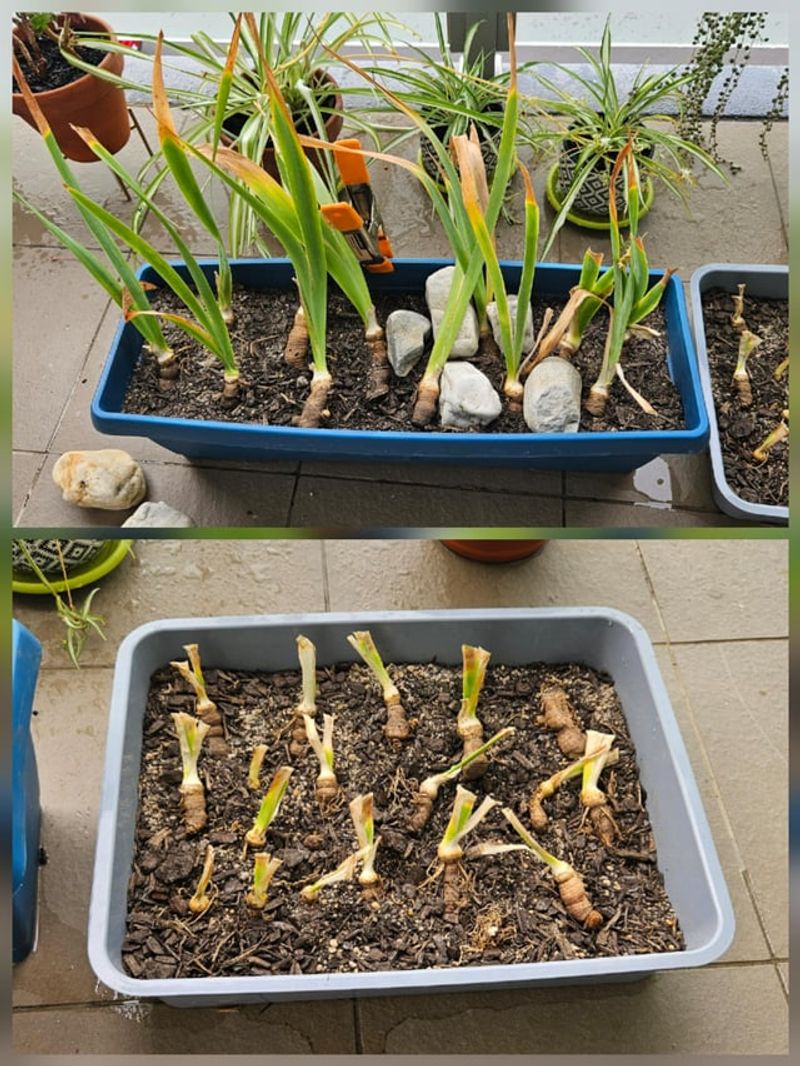 Water Thoroughly After Replanting Each Division