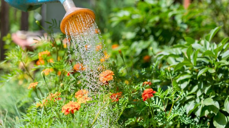 Water Thoroughly And Let Excess Moisture Drain